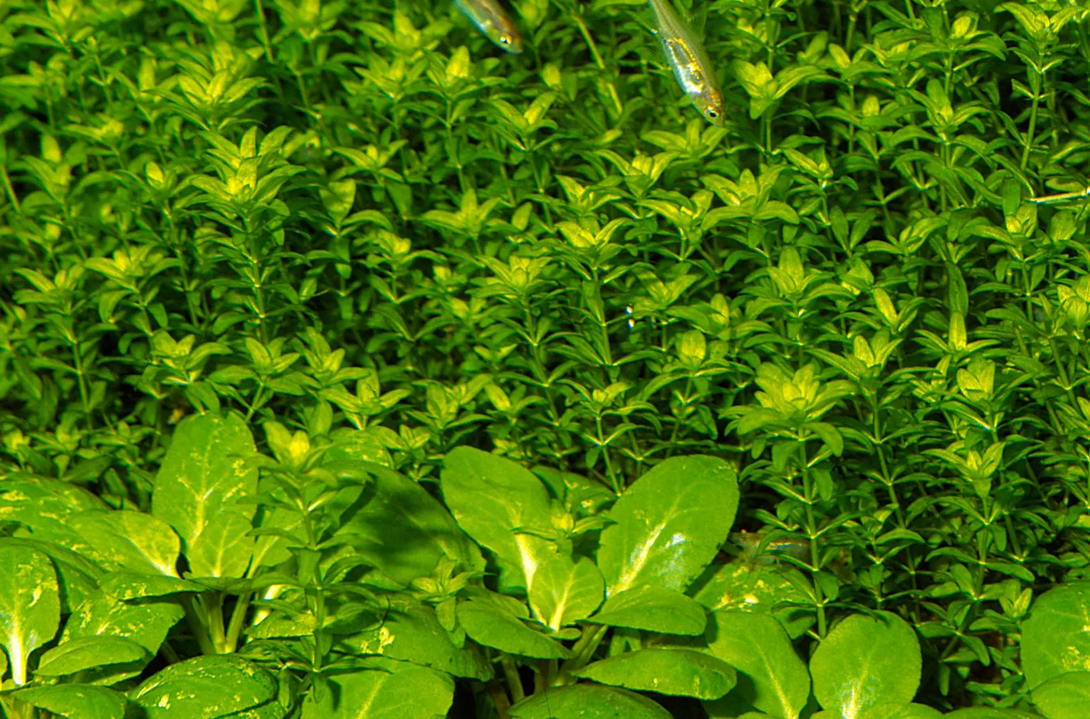 Calcium deposits in the aquarium and biogenic decalcification Blogs ...
